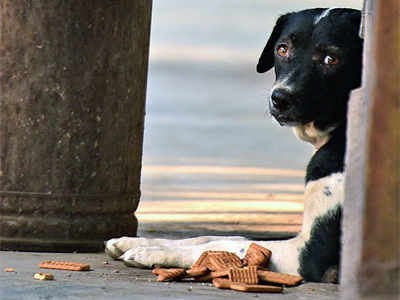 A dog’s curious routine at Kanjurmarg station