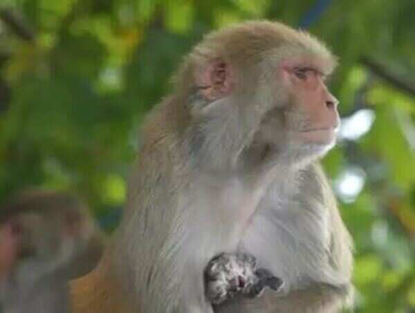 Monkey snatches 16-day-old infant in Cuttack village