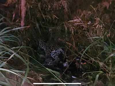 Mira Road: Pregnant leopard killed after being hit by speeding jeep on Mumbai-Ahmedabad National Highway