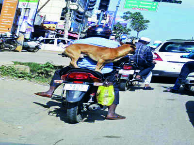 Story behind the photo: Balanced life