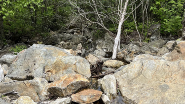 Can you spot the snake and outsmart this optical illusion?