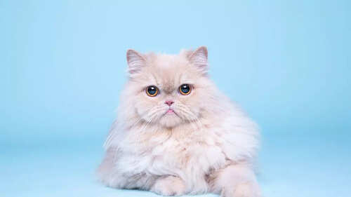 Persian Cat Breeds: Discover Elegant Feline Varieties