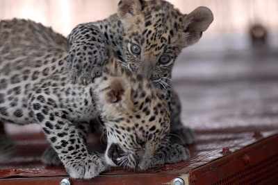 6-year-old plays with leopard cubs mistaking them for cats