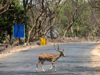 The Jungle has come alive: Borivali national park reclaims its' lost glory as lockdown continues