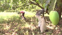 Uttar Pradesh: Mango cultivation hit by storm 