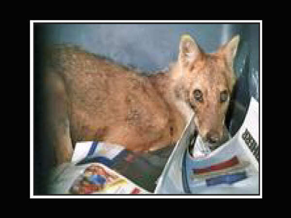 Mumbai: Dehydrated jackal gets helping hand
