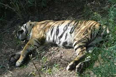 Tiger found dead near Kabini dam