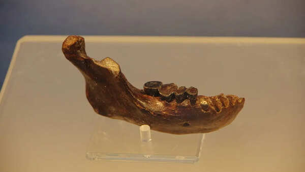 Ancient jawbone linked to neither Neanderthals nor humans may rewrite human origin story