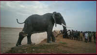 Animal statues erected along the seacoast washed away after heavy rain 