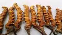 'Himalayan viagra', which sells for Rs 20 lakh a kg, now a vulnerable species 