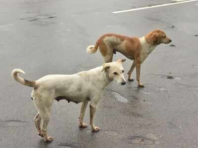 Stray dog burnt alive in Thane; case registered