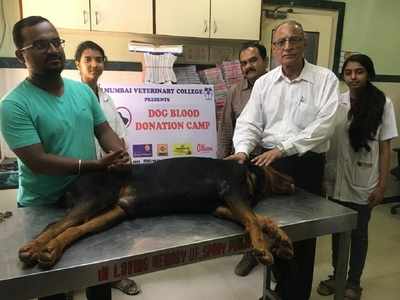 When dogs donate blood to save lives of other canines