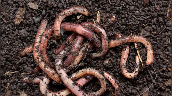 ​Earthworms