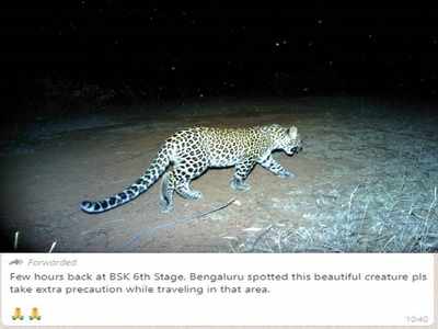 No, a leopard was not spotted in Bengaluru, folks
