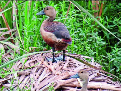 Lake full of life: Rare species spotted in first survey