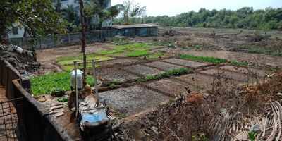 Naigaon mangrove plot converted into banana plantation and vegetable field