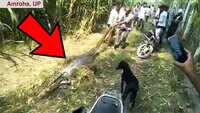 Uttar Pradesh: Python that had just swallowed deer dragged by villagers, dies 