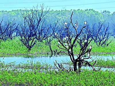 Bengaluru where lakes once were