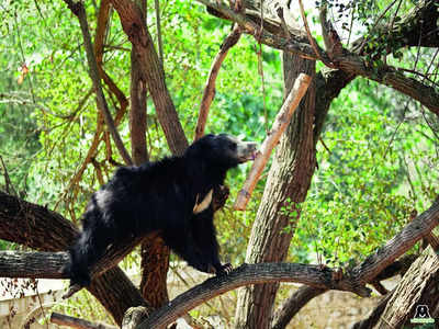 Peanut butter loving sloth bear gets back on her feet