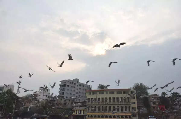 Nashik city sees cool nights, but warm days