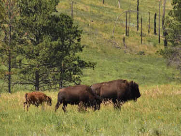 World's 5 best national parks to see endangered animals