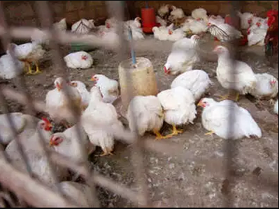 Bird flu cases spread to six states, Centre calls for awareness on safety of poultry products