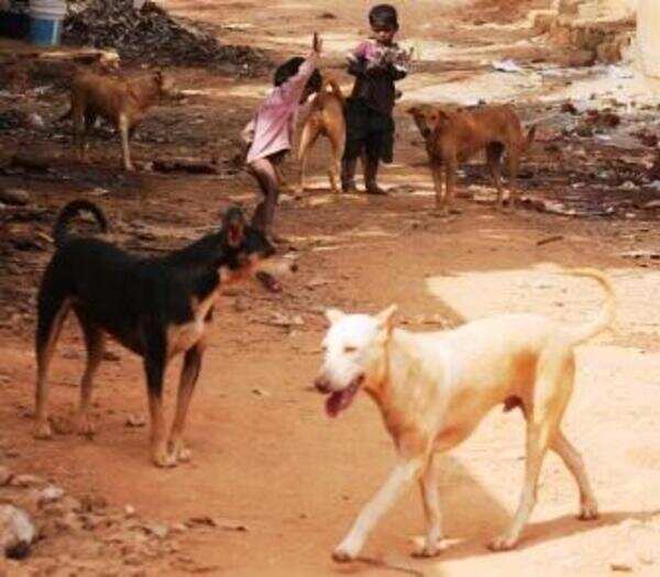 Stray dogs keep National industrial security academy  residents on the edge