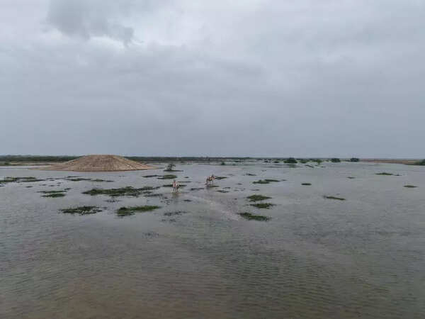 New bunds to reshape ecology of Little Rann