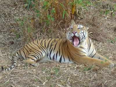 Karnataka: Tiger Vikram has its final roar at Pilikula Biological Park at 21-years