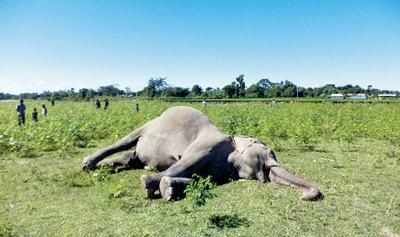 40-year-old female elephant dies due to impaction