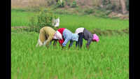 Paddy fields at Cavelossim to be restored: Rane