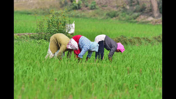 Paddy fields at Cavelossim to be restored: Rane