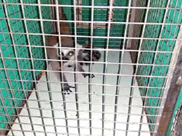 Lion cubs, wild dogs and ring-tailed lemurs on Christmas guest list at Alipore Zoo