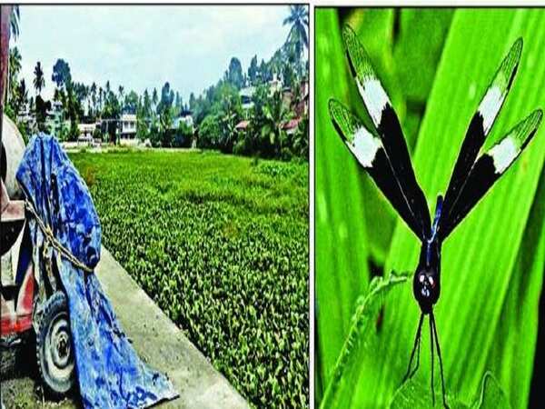 Greens to document biodiverstity in Charachira pond