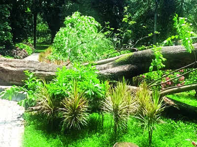 Ready for monsoon? : Nature’s fury in Cubbon Park