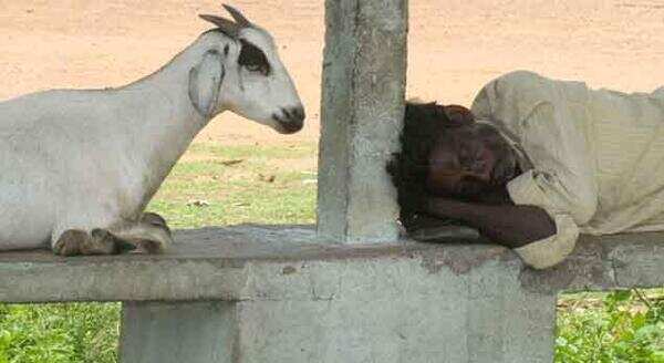 With goats priced at 65,000, Tricity gears up for Eid