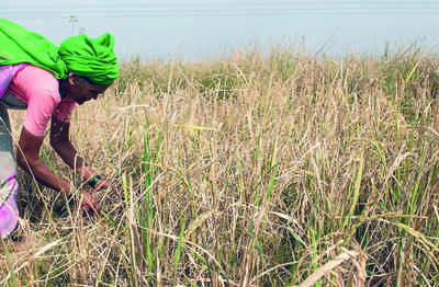 The grapes of rot: Govt bought 56,000 quintals of wheat, only to waste