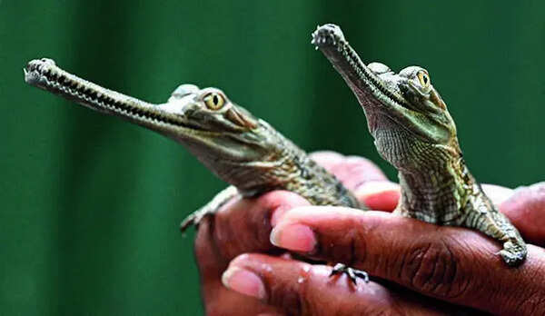 Gharial hatchlings signal hope in Chambal