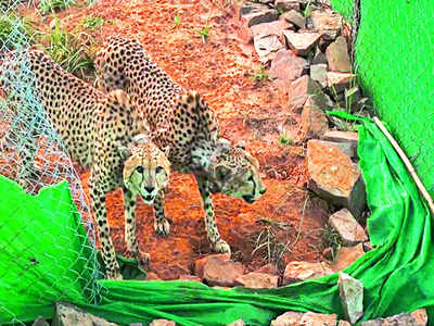Kuno Cheetahs make their first hunt