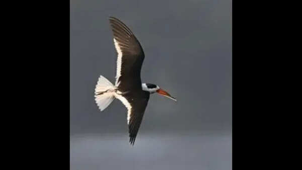 Rare Indian Skimmer birds spotted after 20 yrs in Bhagalpur