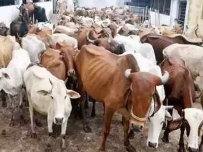 Three booked for transporting cattle in a cruel manner