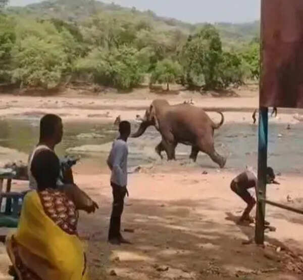 Woman hurt, tourists scared by wild tusker at confluence of Arkavathi and Cauvery rivers in Bengaluru South
