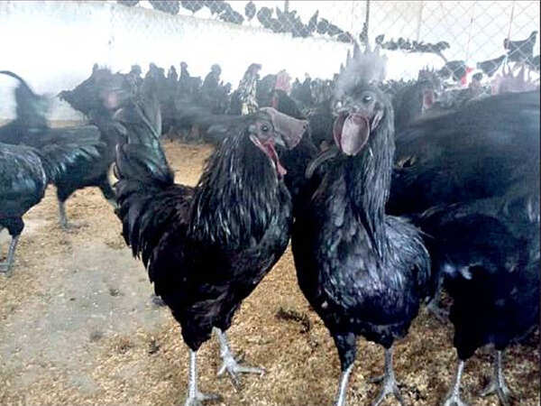 Black chicken, tinged with melanin & nutritional claims