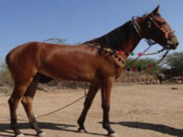 Gujarat to get 5 more indigenous livestock breeds