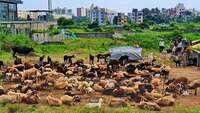 Pune: No sheep fold in Balewadi amid increasing concrete jungle 