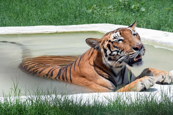 Kanpur sizzles at 44°C; IMD predicts no relief till June 5