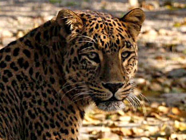 Leopards settle down in better Asola