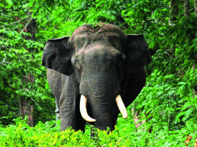 ‘Human-elephant conflict issue to be resolved soon’