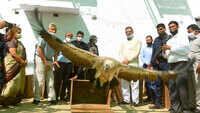 Haryana: 8 white-backed vultures released in the wild 