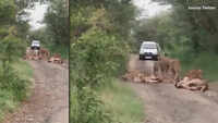 Watch: Pride of lions enjoy their day out at Gir 